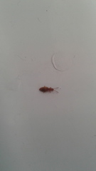 Cryptamorpha desjardinsi