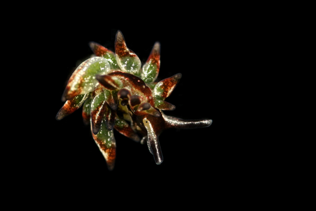 Aplysiopsis toyamana