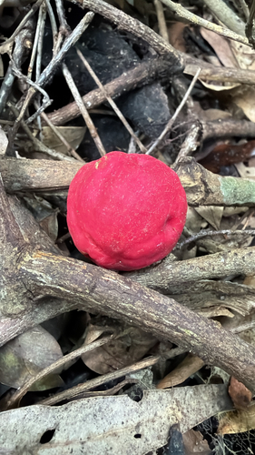 Syzygium ingens observed 2026-07-19
