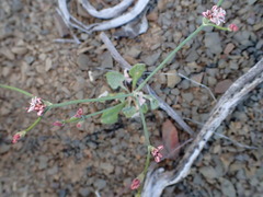 Eriogonum cithariforme