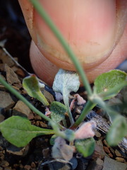 Eriogonum cithariforme