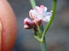 Eriogonum cithariforme