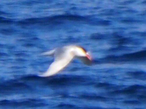 iNaturalist image