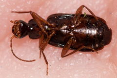 Dromius