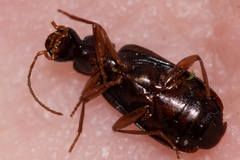 Dromius