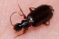 Dromius
