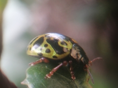 Calligrapha fulvipes
