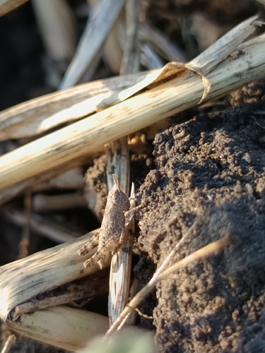 Common Maquis Grasshopper