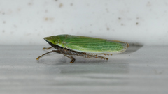 Draeculacephala bradleyi
