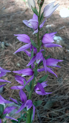 Cephalanthera kurdica