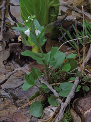 Cardamine bulbosa