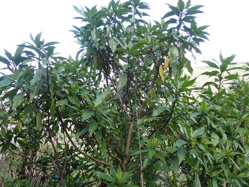 Cuttsia viburnea observed 2026-07-18
