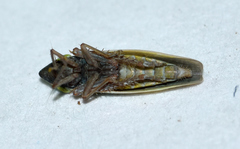 Draeculacephala bradleyi