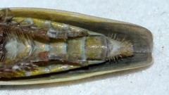 Draeculacephala bradleyi