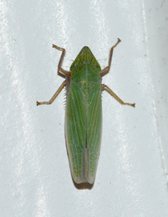 Draeculacephala bradleyi
