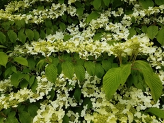 Viburnum plicatum