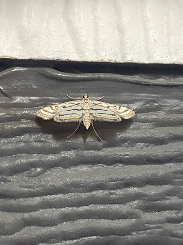 Chestnut-marked Pondweed Moth photo 6