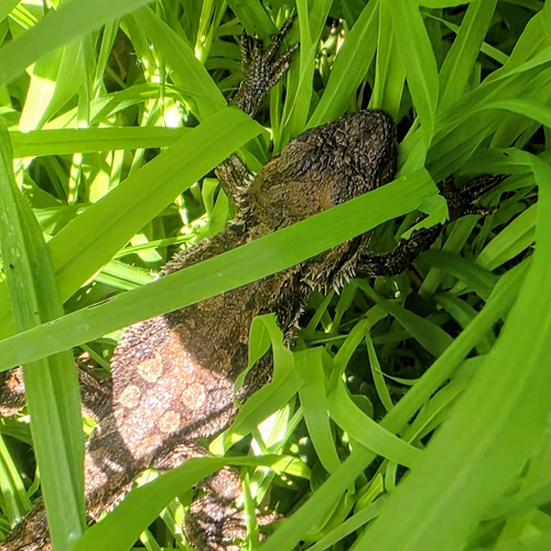 Eastern Bearded Dragon