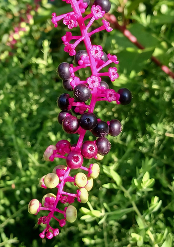 American pokeweed