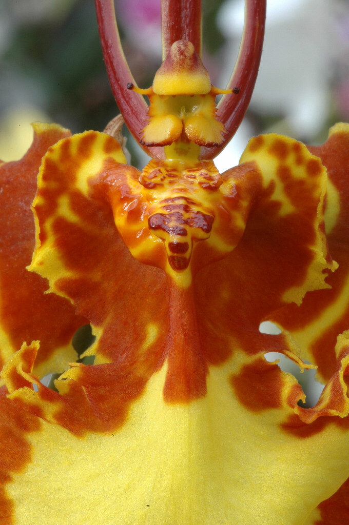 Psychopsis papilio