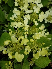 Viburnum plicatum