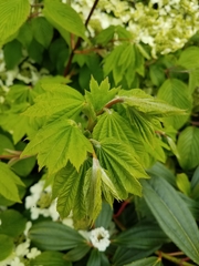 Viburnum plicatum