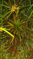 Ananas comosus microstachys