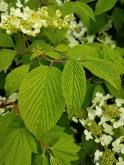 Viburnum plicatum