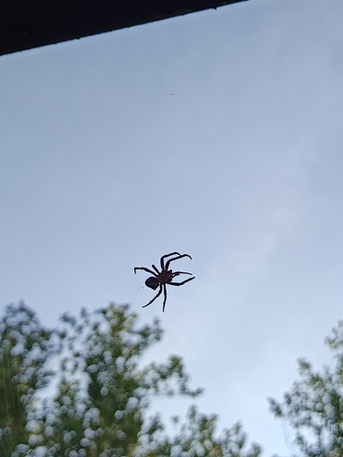 Angular Orbweaver Spider