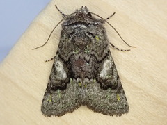 Behrensia conchiformis