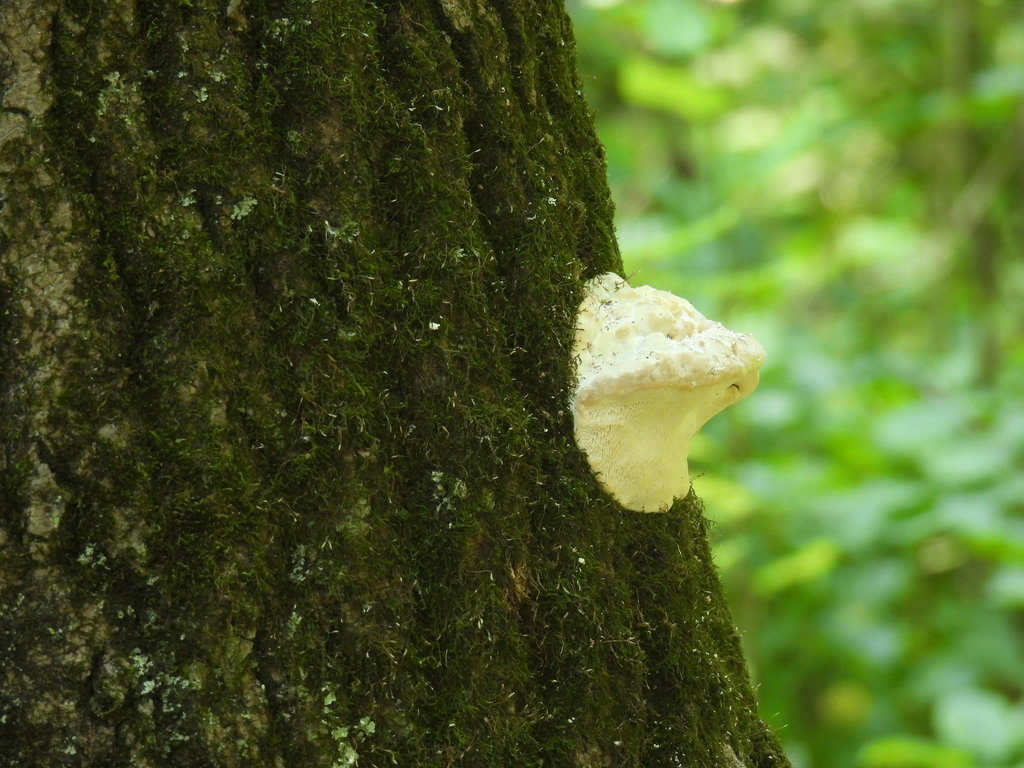 Lumpy Bracket · July 2026 · photo: Photo: (c) Liren Varghese, some rights reserved (CC BY) · iNaturalist