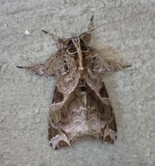 Callopistria floridensis