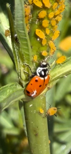 Convergent Lady Beetle seen in Sonoma Valley