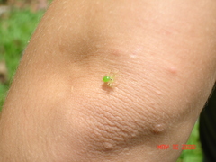 Lyssomanes portoricensis