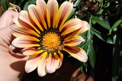 Gazania
