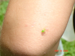 Lyssomanes portoricensis