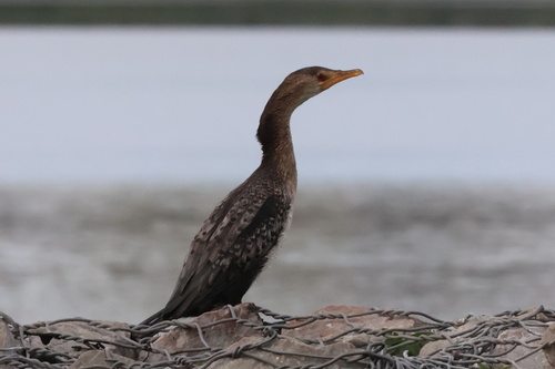 iNaturalist image