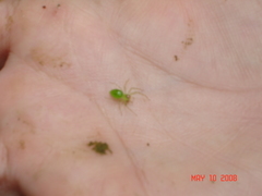 Lyssomanes portoricensis