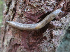 Prophysaon vanattae