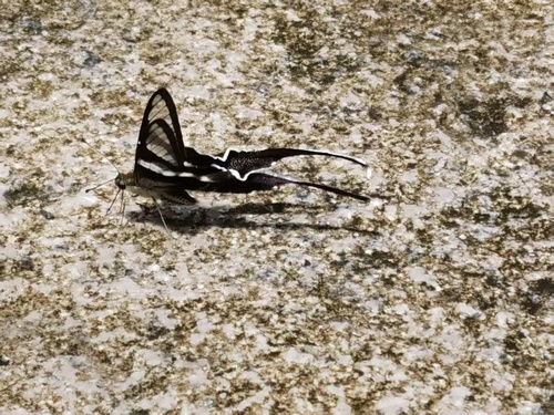 White Dragontail Butterfly