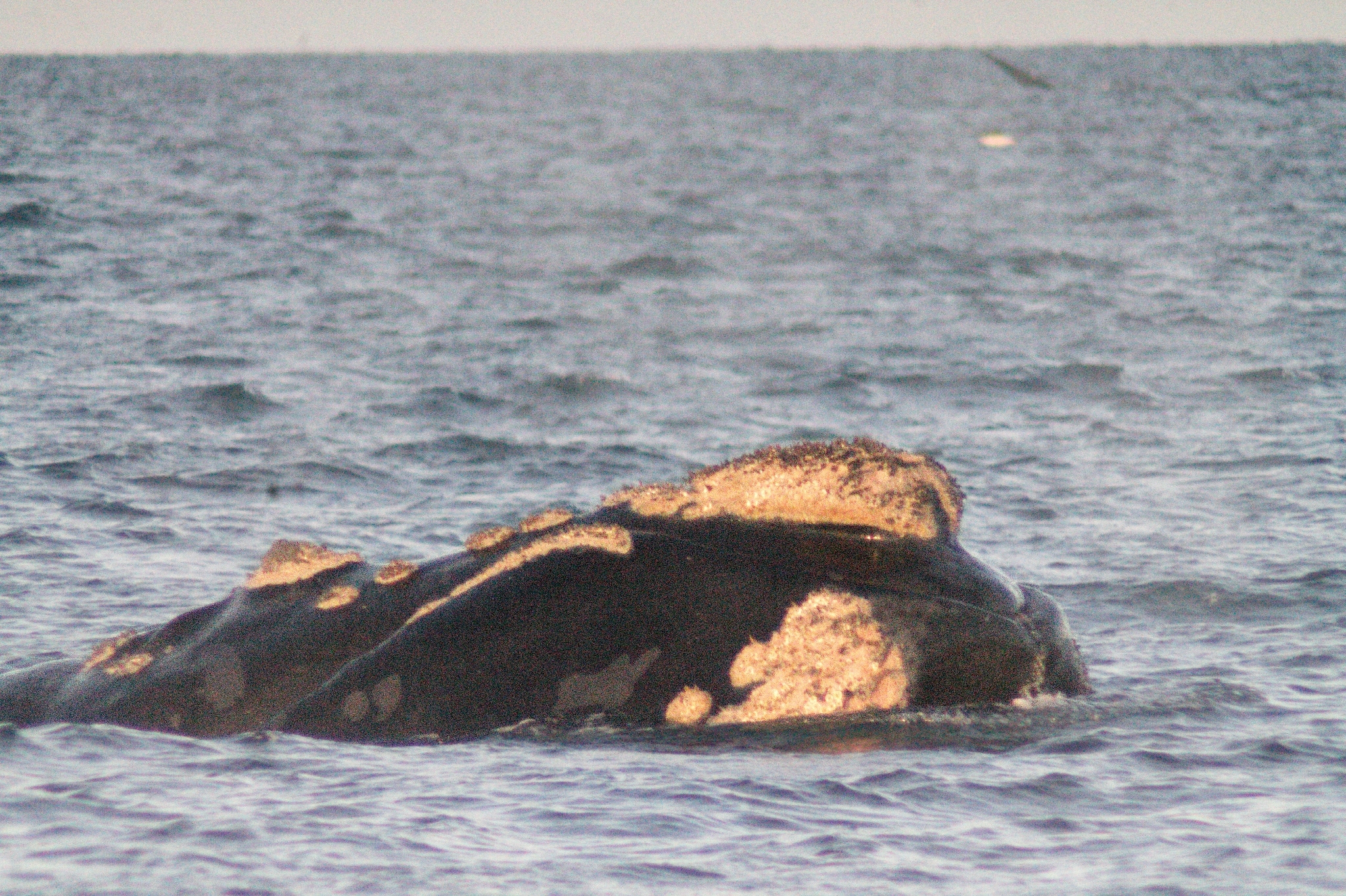 Eubalaena australis