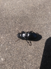 Pasimachus californicus