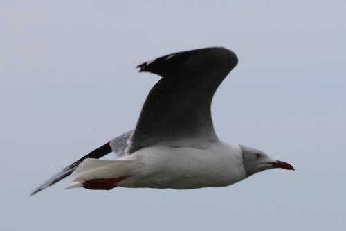 iNaturalist image