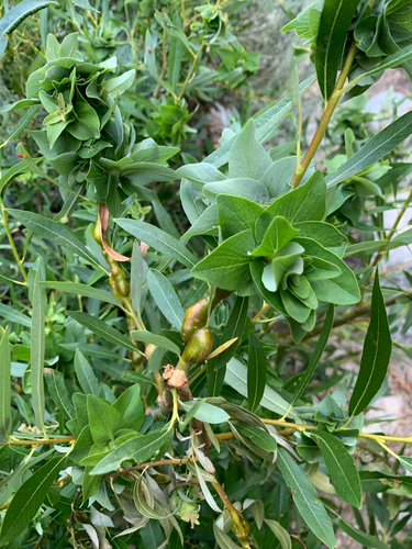 iNaturalist observation photo of Willow Rosette Gall Midge