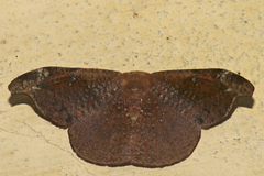Oreta pavaca