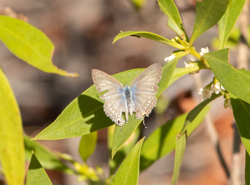 Silver Forget-me-not