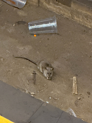 Rat photographed near here on 2026-07-16