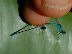 Pseudagrion microcephalum