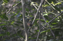 Synallaxis erythrothorax