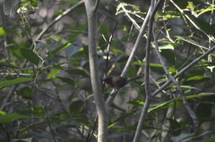 Synallaxis erythrothorax